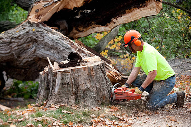 Fort Pierce South, FL Tree Care Services Company